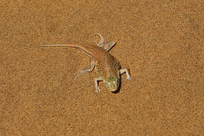 Living Dunes Experience from Swakopmund - Meeting points and pickup rules that affect convenience