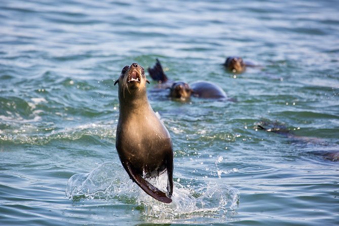 Marine Dolphin Seal Cruise - Oysters, bubbly, and snacks: The value-add you will actually notice