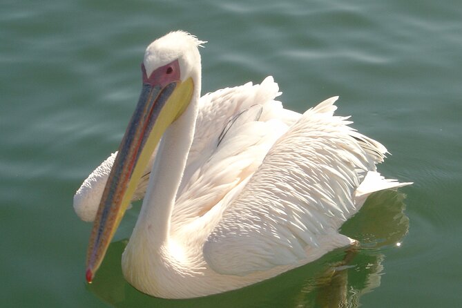 Marine Dune Day: Catamaran Cruise and Sandwich Harbor Dune Drive - Walvis Bay catamaran: what you can realistically see