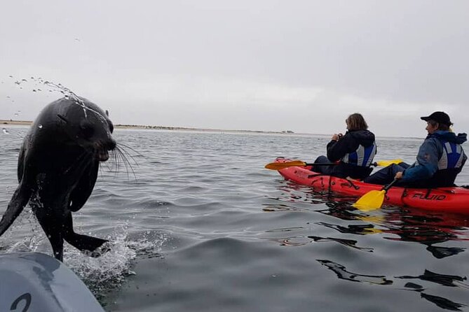 Mola Mola Kayaking Experience with a Licensed Guide - Getting started at Mola Mola Safaris, Atlantic Street