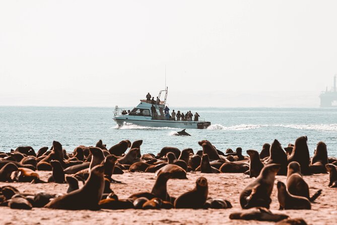 Mola Mola Marine Dolphin Cruise & Beach Braai on Pelican Point - From Atlantic Street check-in to the first sighting zone