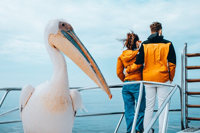 Mola Mola Marine Dolphin Cruise & Beach Braai on Pelican Point - Why the small group size (24 max) improves your day