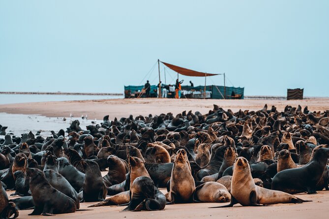 Mola Mola Marine Dolphin Cruise & Beach Braai on Pelican Point - Food, drinks, and the “included value” you should actually care about