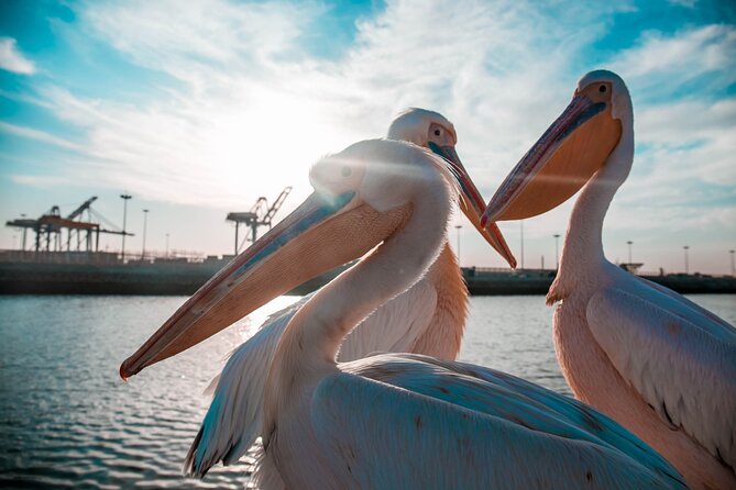 Mola Mola Marine Dolphin Cruise & Beach Braai on Pelican Point - It’s listed as suitable for all ages, but here’s the reality check