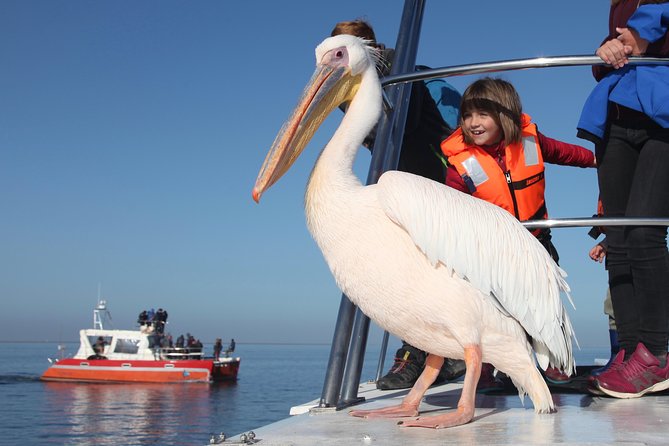 Mola Mola Marine Dolphin Cruise from the Walvis Bay Waterfront to Pelican Point - Skeleton Coast Wildlife Cruise: What You Can Expect to Spot