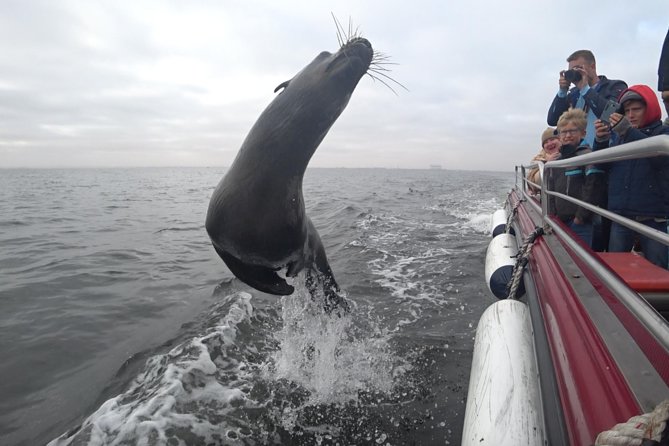 Mola Mola Marine Dolphin Cruise from the Walvis Bay Waterfront to Pelican Point - Walvis Bay to Pelican Point: How the Cruise Layout Works