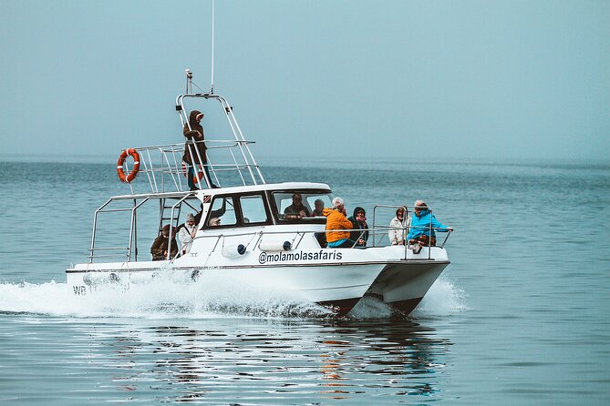 Mola Mola Marine Dolphin Cruise from the Walvis Bay Waterfront to Pelican Point - The Best Part of Any Boat Day: Oysters, Wine, and a Real Lunch