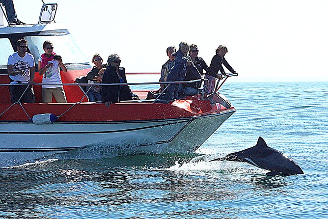 Mola Mola Marine Dolphin Cruise from the Walvis Bay Waterfront to Pelican Point - Comfort, Weather, and Getting the Most From a 3 to 4 Hour Window