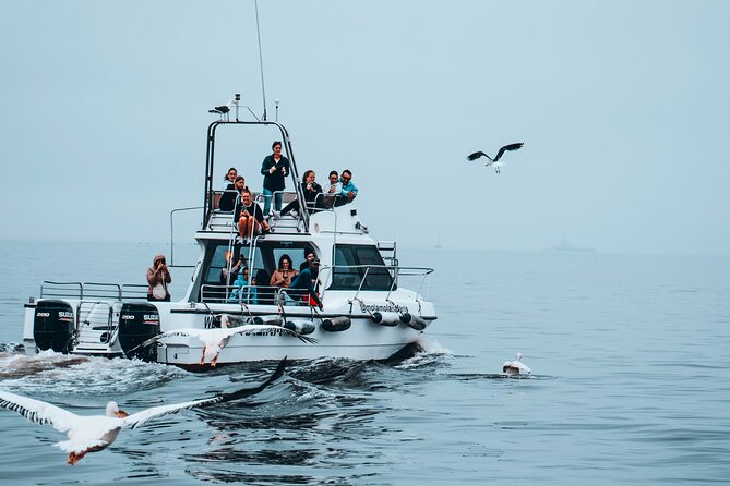 Mola Mola Marine Dolphin Cruise from the Walvis Bay Waterfront to Pelican Point - Value Check: Is It Worth $90.76?