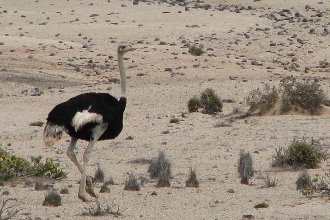 NAMIB DESERT TOURS, Full-Day and Half-Day Tours from Swakopmund, Namibia - Stop 1: Namib Desert, Ringing Stones, Welwitschia, and Living Stones