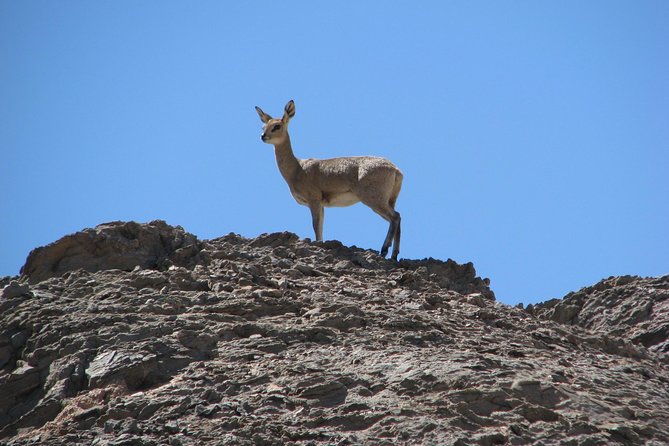 NAMIB DESERT TOURS, Full-Day and Half-Day Tours from Swakopmund, Namibia - Wildlife odds, and how to handle them without disappointment
