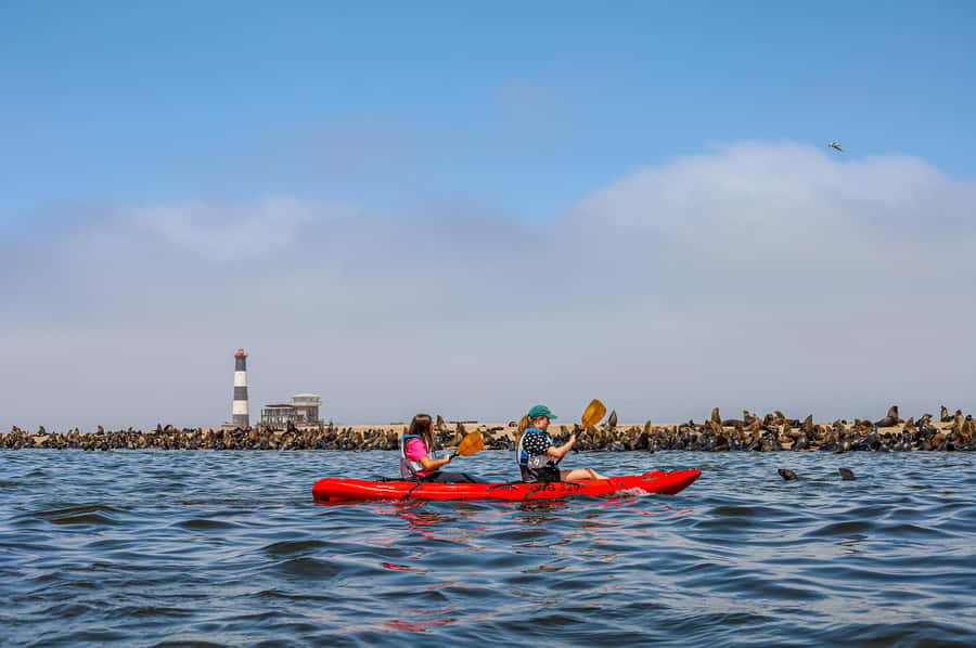 Pelican Point: Kayak with Seals Experience - Walvis Bay to Pelican Point: the boat-to-beach setup