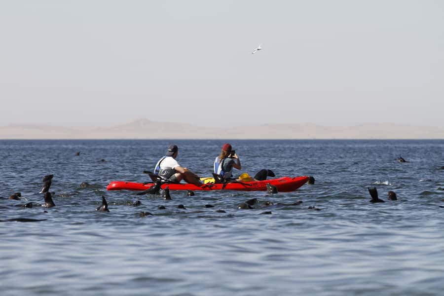 Pelican Point: Kayak with Seals Experience - Wildlife odds: whales, dolphins, jackal, and bird life