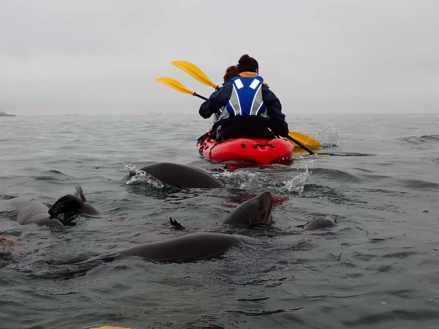 Pelican Point: Kayak with Seals Experience - The 4x4 ride back: Donkey Bay, salt pans, and Walvis Bay Lagoon