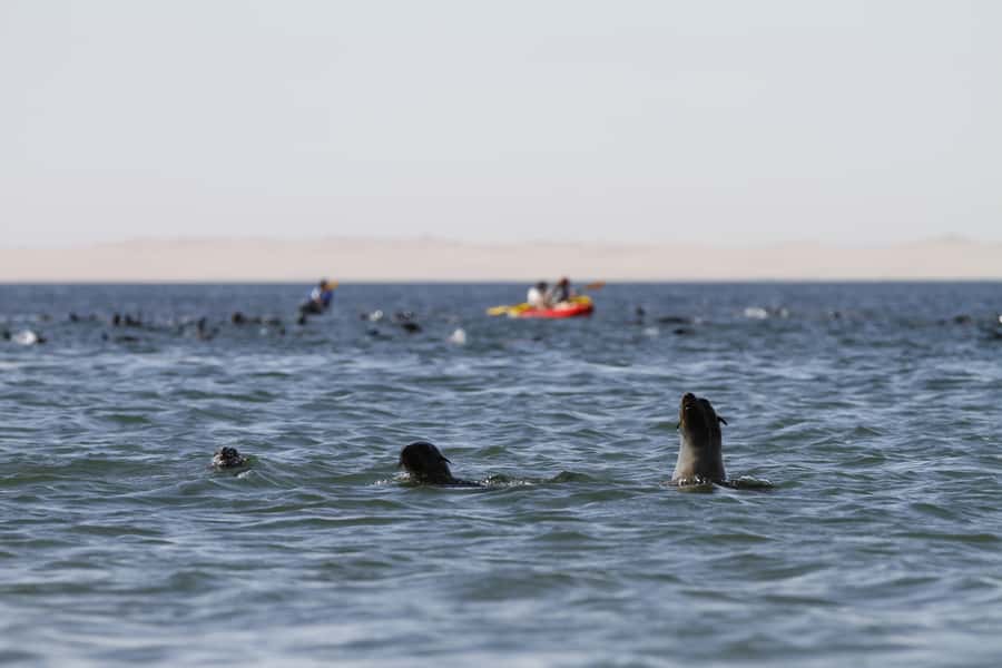 Pelican Point: Kayak with Seals Experience - Who should book, and who should skip it