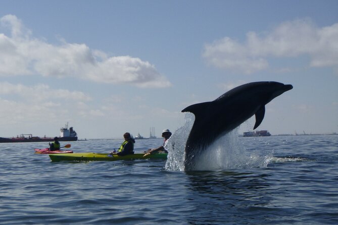 Pelican Point Kayaking Half-Day Tour - Key Things to Know Before You Go