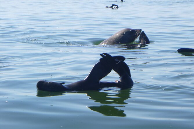 Pelican Point Kayaking Half-Day Tour - Pelican Point Seal Country, and Why This Kayak Works