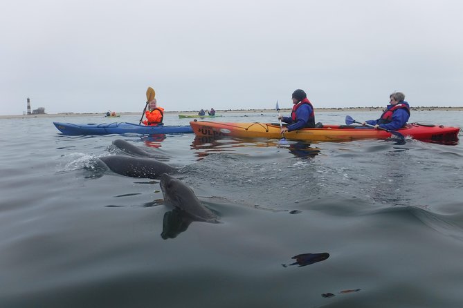 Pelican Point Kayaking Half-Day Tour - Price and Value: Is $79.37 Actually Fair?