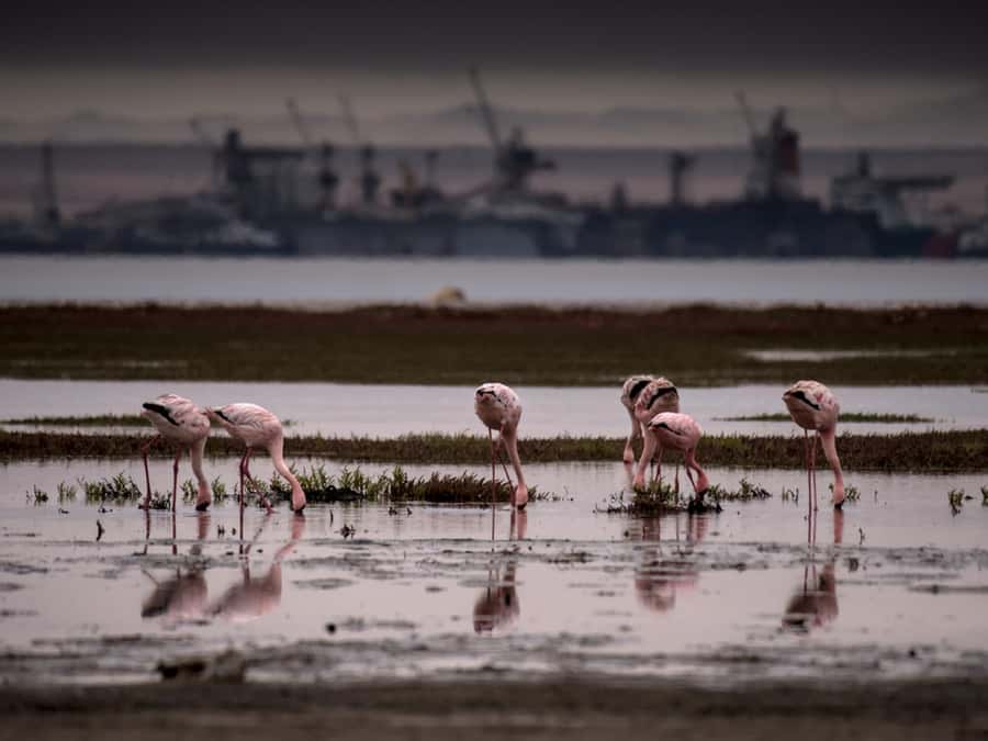 Pelican Point Peninsula Tour - Where Pelican Point fits in your Walvis Bay plans