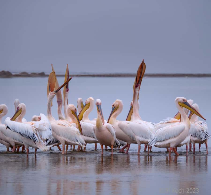 Pelican Point Peninsula Tour - Walvis Bay Lagoon: flamingos, pelicans, and the best photo stops