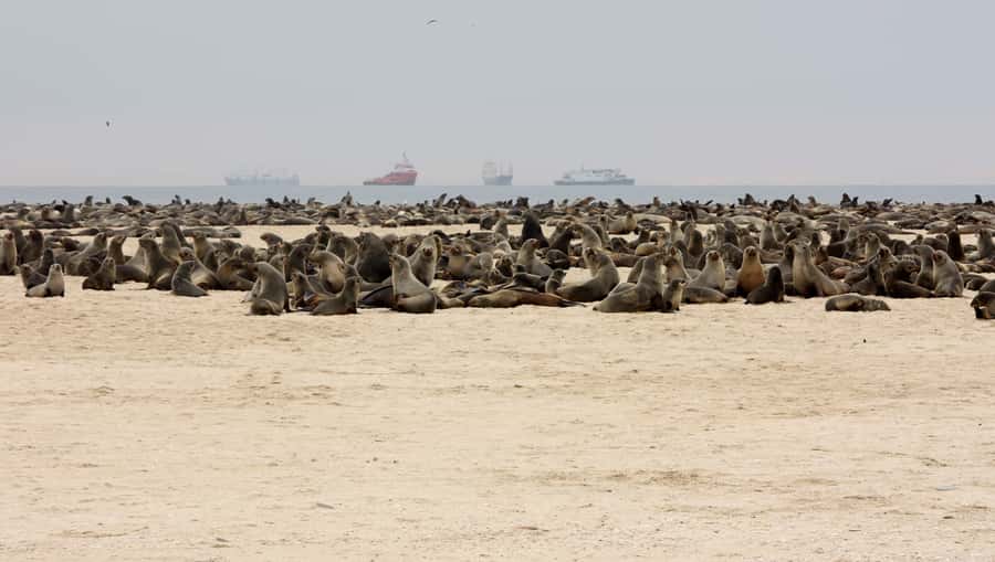 Pelican Point Peninsula Tour - What to bring, and why it matters on this route