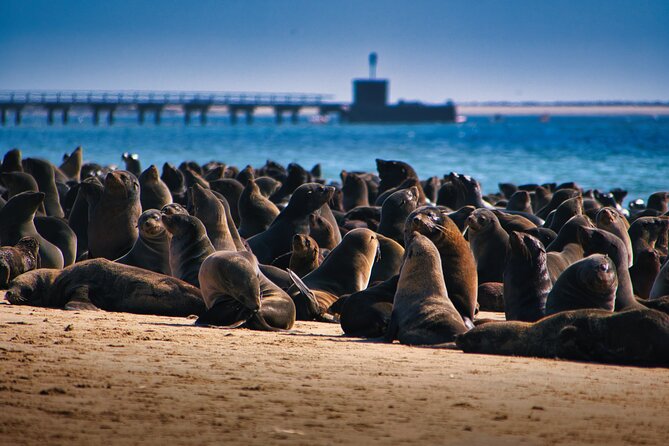 Pelican Point Peninsula Tour- visit the seal colony - Key highlights before you go
