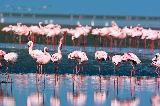 Pelican Point Peninsula Tour- visit the seal colony - From your hotel to the Waterfront, start easy
