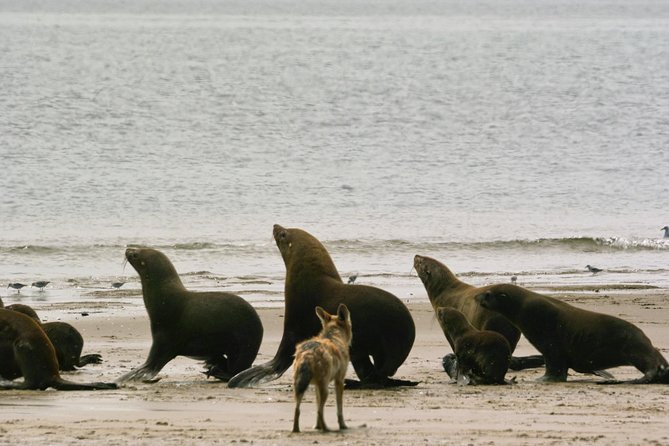 Pelican Point Peninsula Tour- visit the seal colony - Pelican Point Peninsula by 4x4, shipwreck and lighthouse views