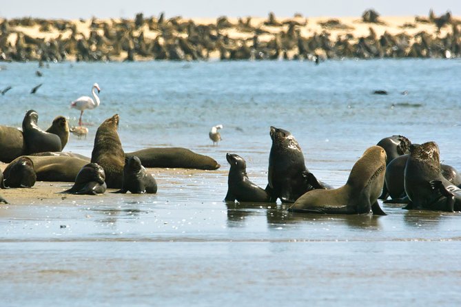 Pelican Point Peninsula Tour- visit the seal colony - Wildlife and the seal colony moment