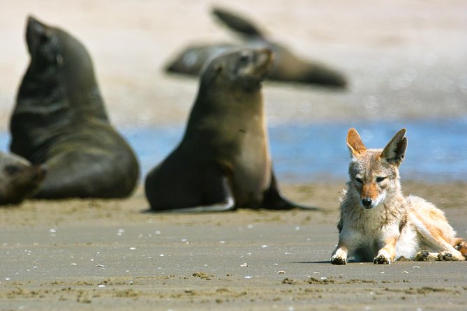 Pelican Point Peninsula Tour- visit the seal colony - How long is 3 hours, and what you should expect