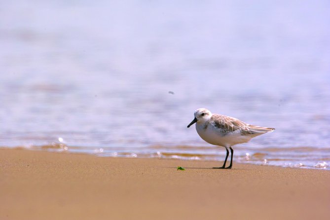 Pelican Point Peninsula Tour- visit the seal colony - Price and value, what $114.94 buys you