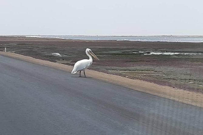 Pelican Point Seal Colony 4x4 Tour - Key moments that make the experience special