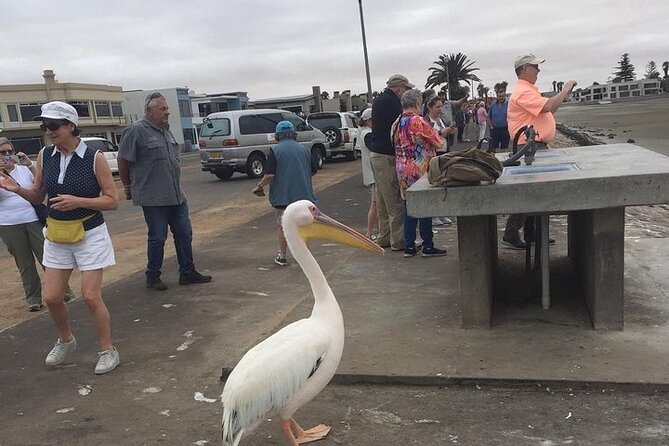 Pelican Point tours,Lagoon tours, Dune7 Adventure - Key highlights to know before you go