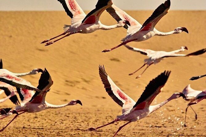 Pelican Point tours,Lagoon tours, Dune7 Adventure - Private tour logistics that actually matter
