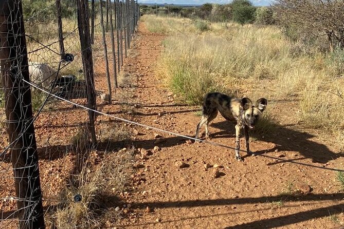 Predator Encounter: Half-Day Carnivore Feeding Windhoek - Key highlights from this Windhoek carnivore feeding experience