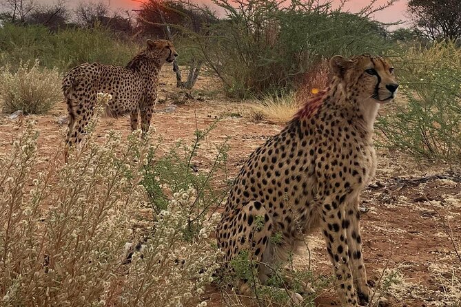Predator Encounter: Half-Day Carnivore Feeding Windhoek - The Feeding Session: the animals you can realistically expect