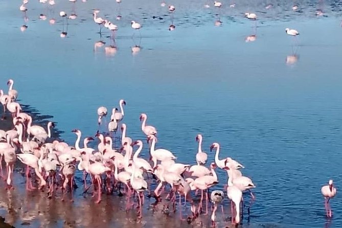 Private Half Day Coast Tour of Walvis Bay and Swakopmund City - Why the private format matters more than you think