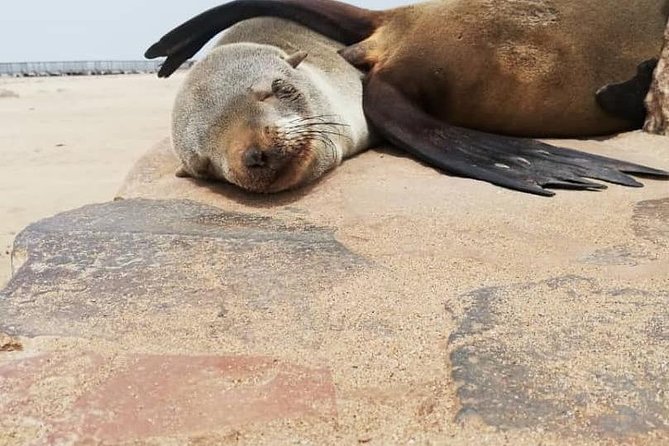 Private Half Day Coast Tour of Walvis Bay and Swakopmund City - Best time, best mindset, and what to bring
