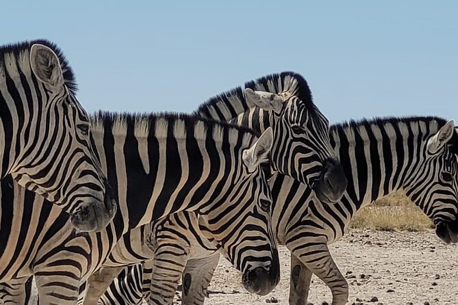 Private Multi-Day Tour Self-Drive for Beginners Safari in Namibia - Getting going in Windhoek: car handover, induction, and the map that helps