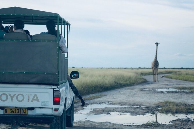Safari in Etosha national park with professional tour guides born in Etosha. - Your small-group setup: vehicle comfort, visibility, and included basics