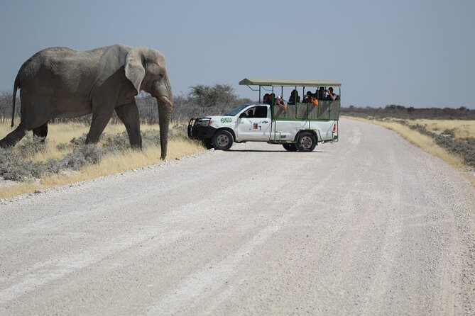 Safari in Etosha national park with professional tour guides born in Etosha. - Big Four odds: how to set expectations without killing the fun