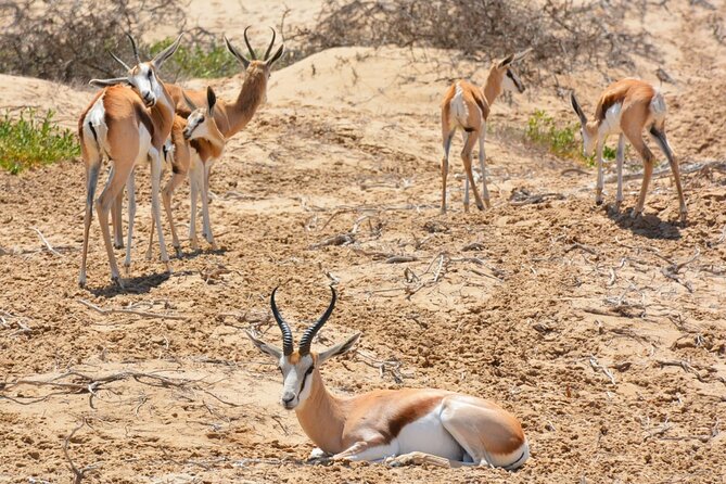Sandwich Harbour 4X4 Excursion Tour Food and Drinks - Walvis Bay waterfront and esplanade: wetlands views with a time limit
