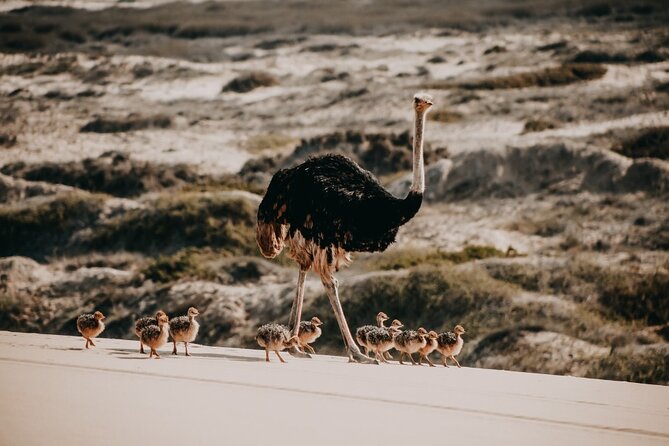 Sandwich Harbour 4x4 Guided Tour - Unforgettable Adventure - Key points before you go