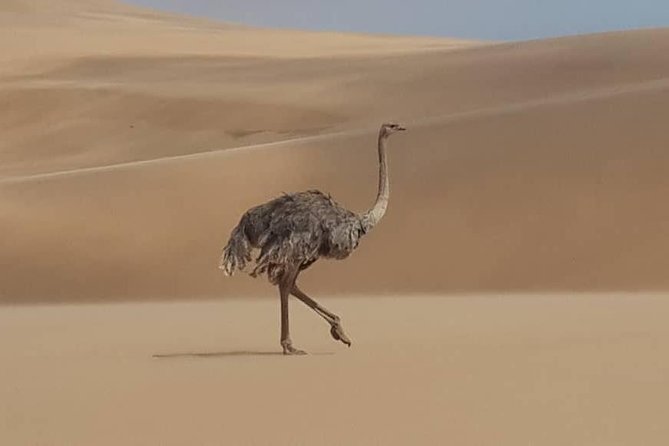 Sandwich Harbour 4x4 guided tours.Join us for an awe inspiring adventure. - Snacks and dune-top treats: value beyond the ride