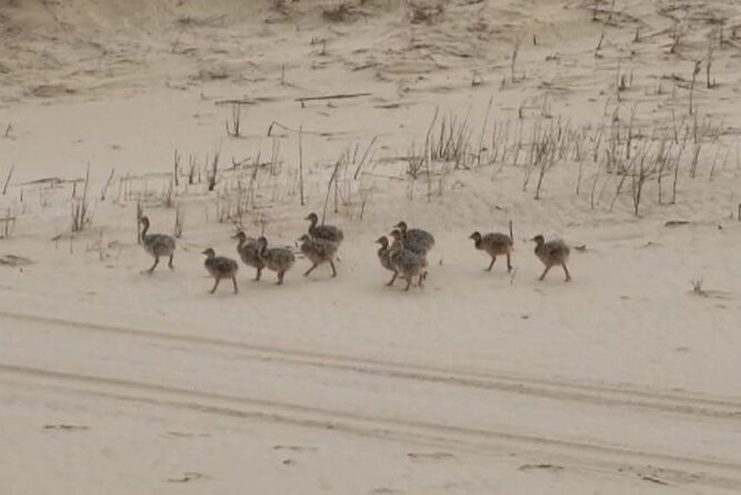 Sandwich Harbour 4x4 Private Guided Tour - Your very own private tour! - Included extras that make the 4 hours feel lighter