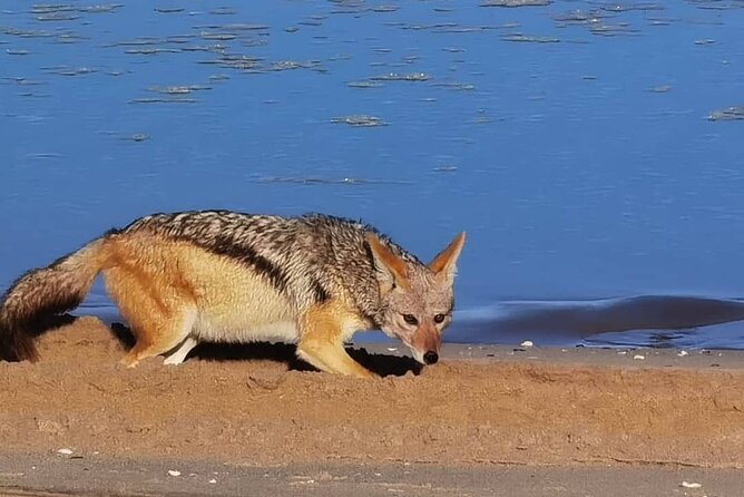 Sandwich Harbour 4x4 Private Guided Tour - Your very own private tour! - Timing, pacing, and what to expect during the drive
