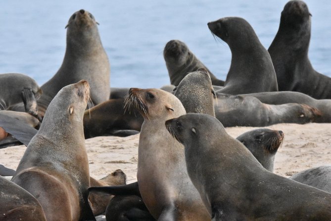 Sandwich Harbour Adventure: Seals and Sandwich harbour dune drive - Pelican Point and the Seal Colony: What 70,000 Seals Looks Like