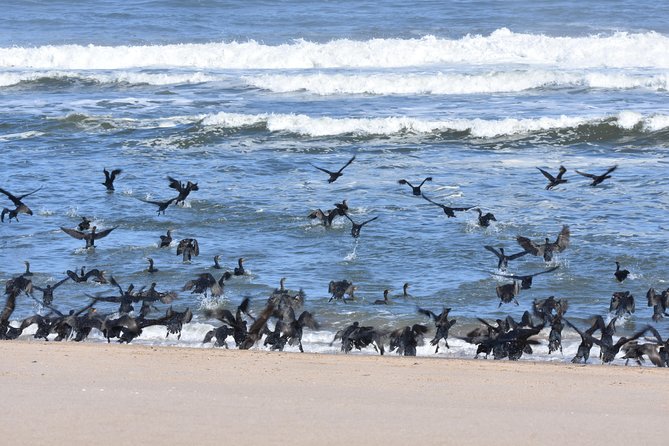 Sandwich Harbour Adventure: Seals and Sandwich harbour dune drive - Dunes Meet Sea: The Photo Stops That Turn Rough Scenery Into Big Drama