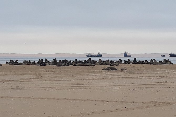 Sandwich Harbour Adventure: Seals and Sandwich harbour dune drive - Price and Value: Is $195.26 Worth It?