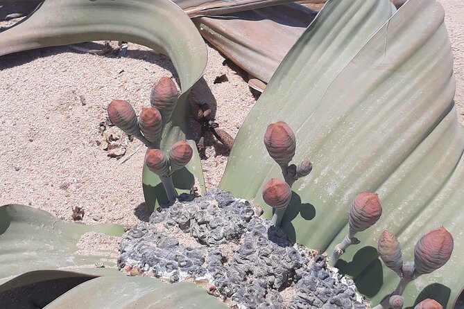Sandwich harbour and Welwitschia Tour - Welwitschia Plains: the 1500-year survival strategy you can see